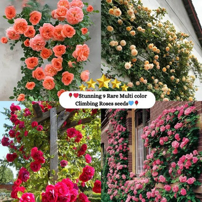 Exquisite Climbing Rose Seeds - 9 Stunning and Rare Color Varieties (Imported)