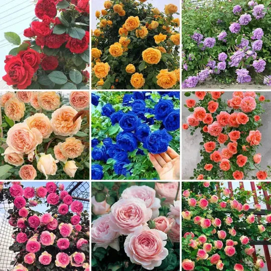 Exquisite Climbing Rose Seeds - 9 Stunning and Rare Color Varieties (Imported)