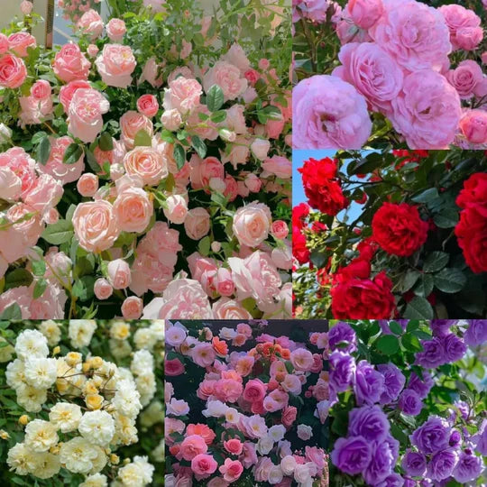 Exquisite Climbing Rose Seeds - 9 Stunning and Rare Color Varieties (Imported)