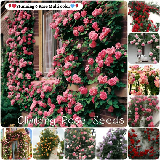 Exquisite Climbing Rose Seeds - 9 Stunning and Rare Color Varieties (Imported)