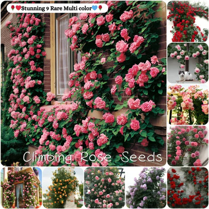 Exquisite Climbing Rose Seeds - 9 Stunning and Rare Color Varieties (Imported)