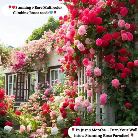 Exquisite Climbing Rose Seeds - 9 Stunning and Rare Color Varieties (Imported)